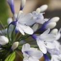 Agapanthus africanus 'Twister' - Afbeelding 3