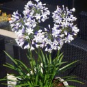Agapanthus africanus 'Twister' - Afbeelding 2
