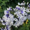 Agapanthus africanus 'Twister'