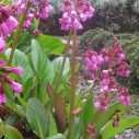 Bergenia 'Wintermärchen'