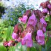 Bergenia 'Wintermärchen' - Afbeelding 2