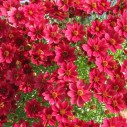 Coreopsis 'Red Satin'
