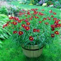 Coreopsis 'Mercury Rising'