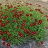 Coreopsis 'Mercury Rising' – Bild 3
