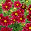 Coreopsis 'Mercury Rising' – Bild 2