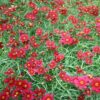 Coreopsis 'Red Satin' - Image 3