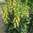 Digitalis 'Spice Island'