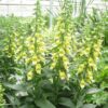 Digitalis 'Spice Island' - Afbeelding 2