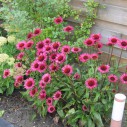 Echinacea purpurea 'Vintage Wine' – Bild 2