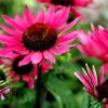 Echinacea purpurea 'Vintage Wine'