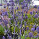 Eryngium planum 'Jade Frost' - Image 2