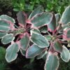 Eryngium planum 'Jade Frost'
