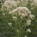 Eupatorium rugosum 'Snowball' - Afbeelding 2