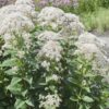 Eupatorium rugosum 'Snowball'