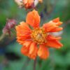 Geum 'Cocktail Sea Breeze' - Image 2