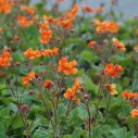 Geum 'Cocktail Sea Breeze'