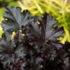 Heuchera 'Dark Secret'