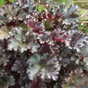Heuchera 'Dark Secret' - Afbeelding 2