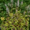 Heucherella 'Citrus Shock'