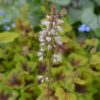 Heucherella 'Citrus Shock' – Bild 2