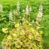 Heucherella 'Citrus Shock' – Bild 4