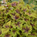 Heucherella 'Citrus Shock' – Bild 3