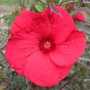 Hibiscus moscheutos 'Fireball' – Bild 3