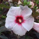 Hibiscus moscheutos 'Kopper King' – Bild 3