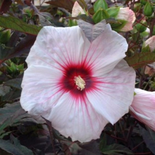 Hibiscus moscheutos 'Kopper King' - Vitro Westland