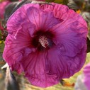 Hibiscus moscheutos 'Plum Crazy' - Afbeelding 3