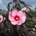Hibiscus moscheutos 'Summer Storm'