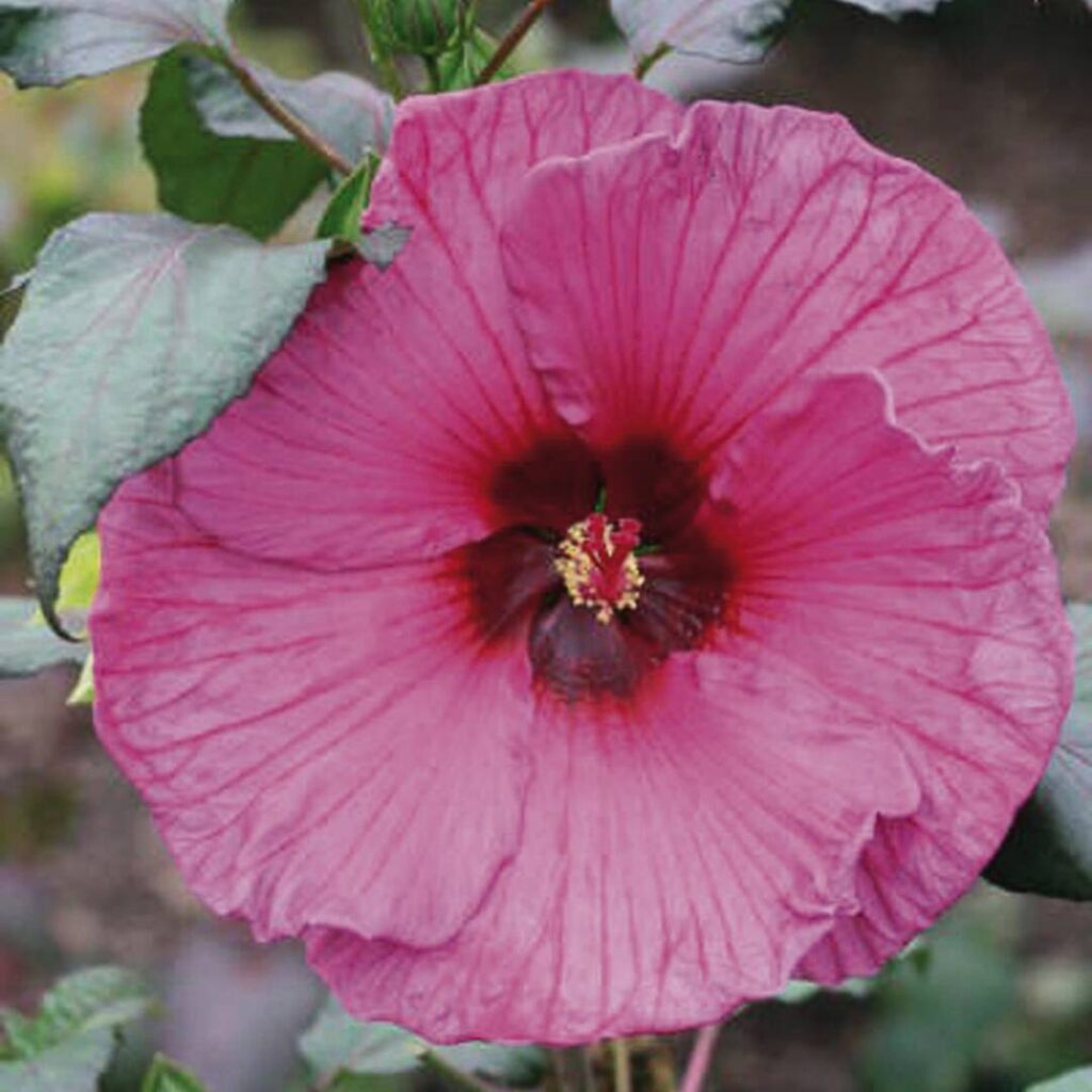 Hibiscus Moscheutos Fantasia Vitro Westland 9542