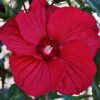 Hibiscus moscheutos 'Fireball'