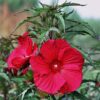 Hibiscus moscheutos 'Fireball' – Bild 2