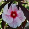 Hibiscus moscheutos 'Kopper King' – Bild 2