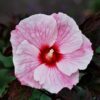 Hibiscus moscheutos 'Kopper King'