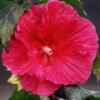 Hibiscus moscheutos 'Plum Crazy'