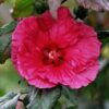 Hibiscus moscheutos 'Plum Crazy' - Afbeelding 2