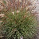 Miscanthus sinensis 'Cute One' - Afbeelding 3