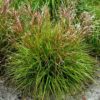 Miscanthus sinensis 'Cute One'