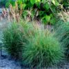 Miscanthus sinensis 'Cute One' - Afbeelding 2