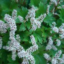 Mukdenia rossii 'Karasuba' – Bild 2