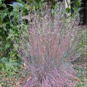 Schizachyrium scoparium 'Blue Heaven'