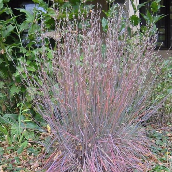 Schizachyrium scoparium 'Ha Ha Tonka' - Vitro Westland