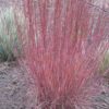 Schizachyrium scoparium 'Blue Heaven' - Afbeelding 2