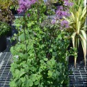 Thalictrum 'Purplelicious' - Afbeelding 2