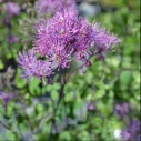 Thalictrum 'Purplelicious'