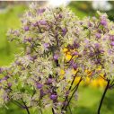 Thalictrum 'Anne'