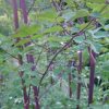 Thalictrum 'Anne' - Image 3