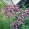 Thalictrum 'Anne' - Image 2